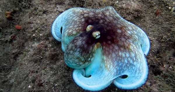 octopus