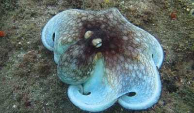 octopus image 3